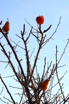 Full Circle bird tree treats