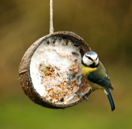 Mini-eco coconut bird feeder